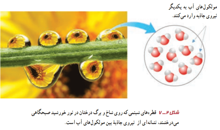 نیروی جاذبه بین مولکول‌های آب بر روی شاخه درخت
